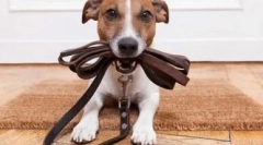 3 Начини како да се одвикне куче за носење чевли